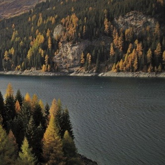 Fir trees lining a river
