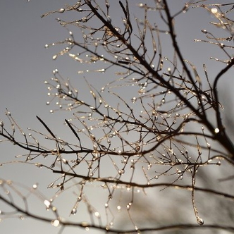 Water drops on branches