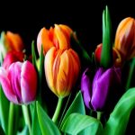 Finding Mr Huggie-Wuggie! Unhappily Single?! Tulips