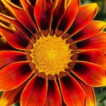 Finding Mr Huggie-Wuggie: A Business-Minded Spouse as a business investment: Gazania