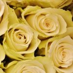 Not a bunch of red roses for Valentine's Day